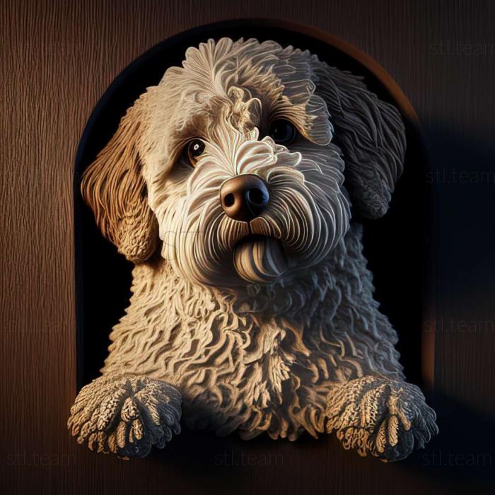 Lagotto romagnolo dog